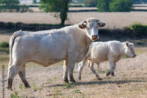 Charolais cow and calf, white cows in a field in Burgundy campaign