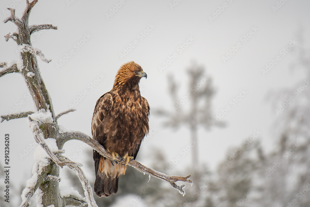 Golden eagle sitting on a tree branch on a cold winter day Golden eagle sitting on a tree branch on a cold winter day