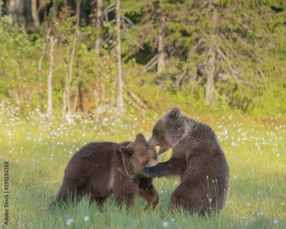 Two young Brown bears playing in the middle of the cotton grass on a Finnish bog Two young Brown bears playing in the middle of the cotton grass on a Finnish bog