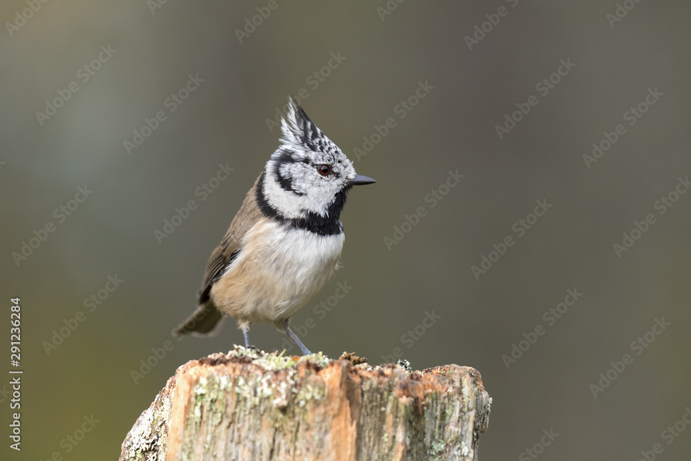 Crested tit sitting on a wooden stump Crested tit sitting on a wooden stump
