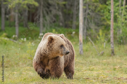 Brown bear (Ursus arctos) walking on a Finnish bog on a sunny summer evening