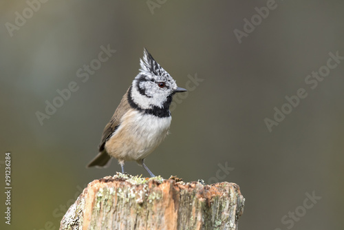 Crested tit sitting on a wooden stump