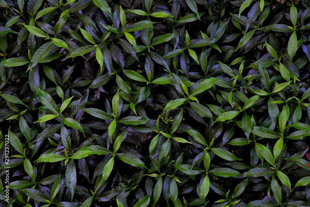 background of green leaves