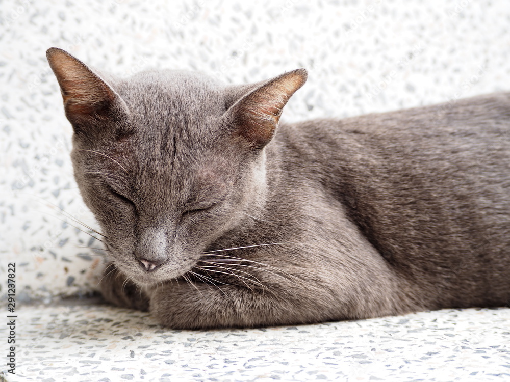 Closeup of furry grey cat sleeping for cute pet and animal concept.