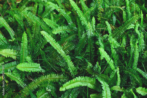 The Sword Fern leaves background. Nephrolepis exaltata at forest.