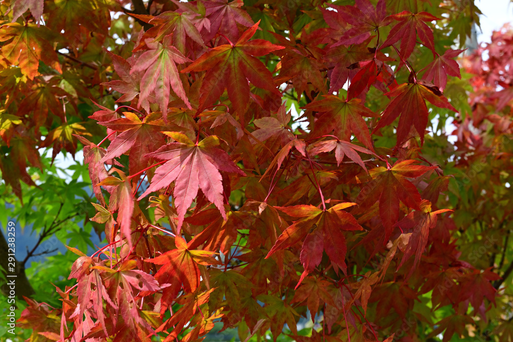 Fototapeta premium The leaves of the trees are beginning to turn red.