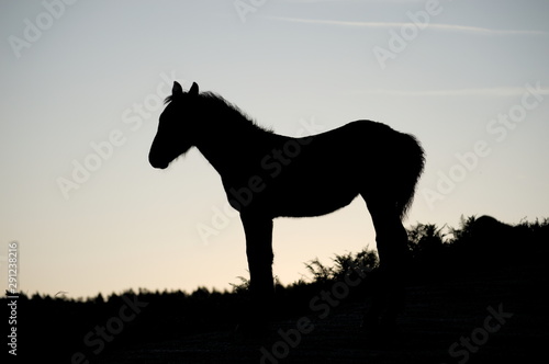 The silhouette of a horse under the morning sun  Cantabria  Spain