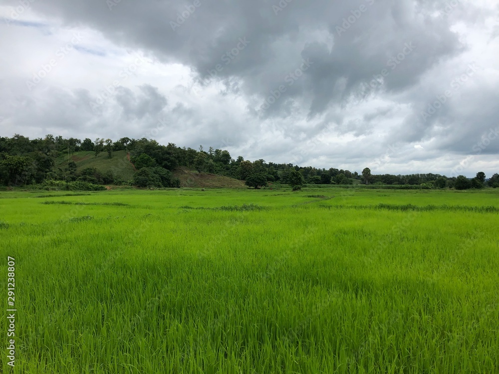 green field and blue sky