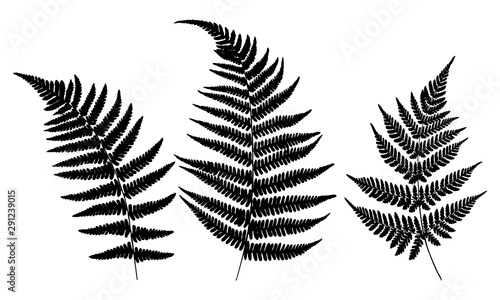 Three leaves of fern. Black isolated prints of fern leaves on the white background. Vector illustration.