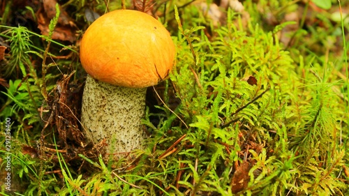 small fungus on green moss