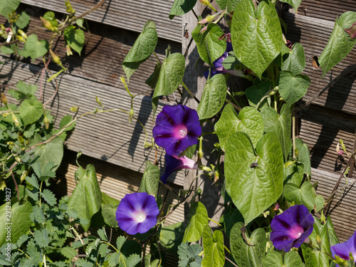 Ipomoea purpurea | Volubilis bleus ou Ipomées ou liserons pourpres décorant une palissage
