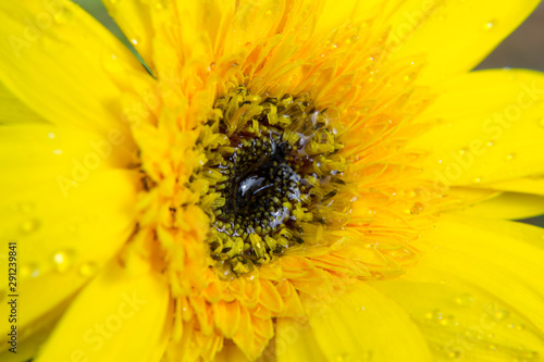 Close up of Yellow gerbera petals flower or daisy flower with abstract background