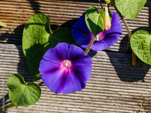 Ipomoea purpurea | Gros plan ipomées pourpres ou volubilis le long d'une palissade  photo