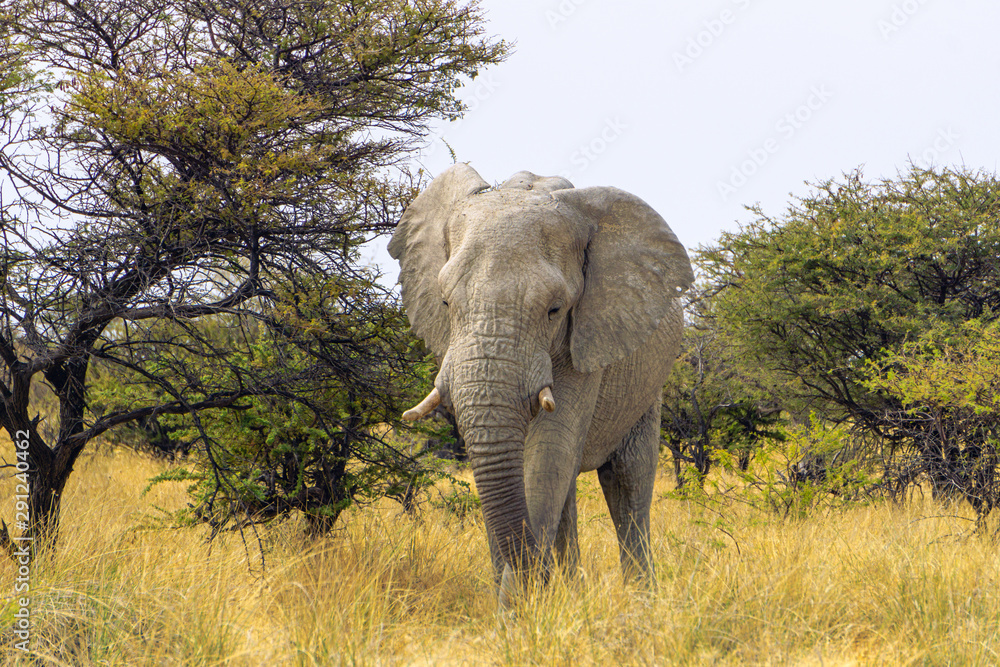 Close up of a elephant in Amboseli National Park, Kenya, Africa Close up of a elephant in Amboseli National Park, Kenya, Africa