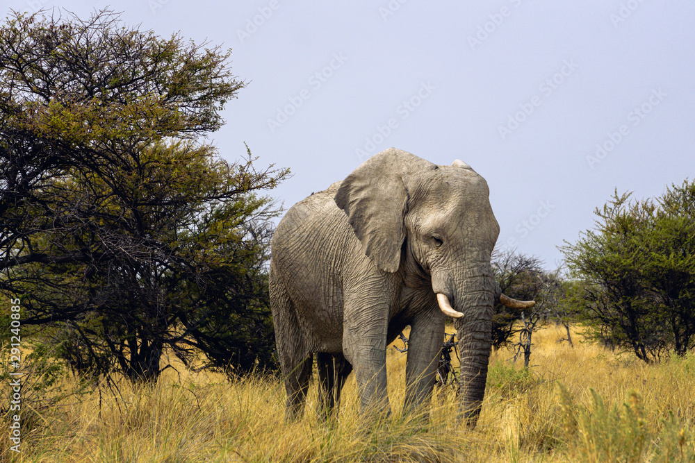 Obraz premium Large elephant walks towards the road in front of our vehicle in Etosha National Park, Namibia