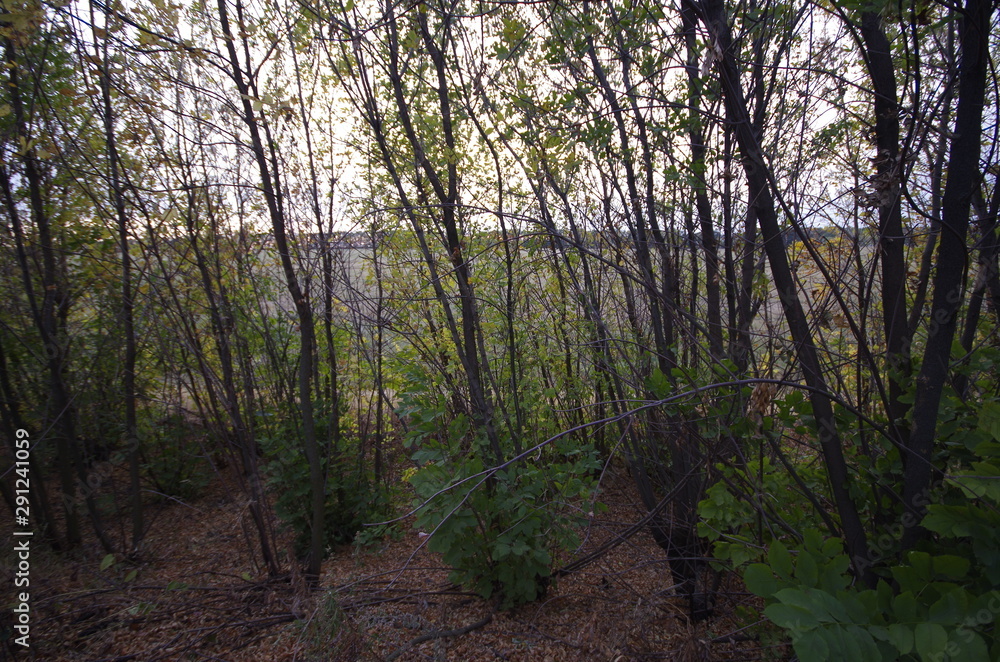 Obraz premium autumn colorful leaves of trees and bushes