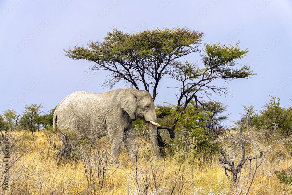 Namib desert elephants of Namibia africa