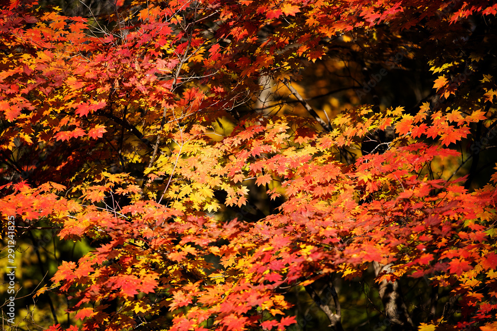 Close-up. colored flattering autumn trees. Golden autumn.