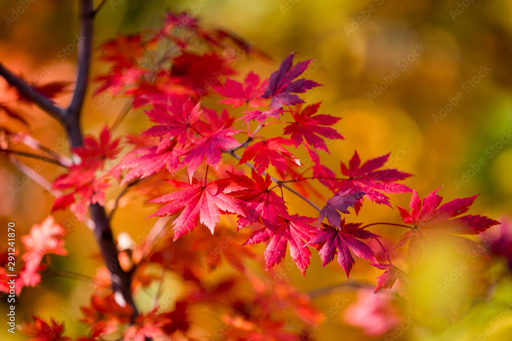 Close-up. colored flattering autumn trees. Golden autumn.