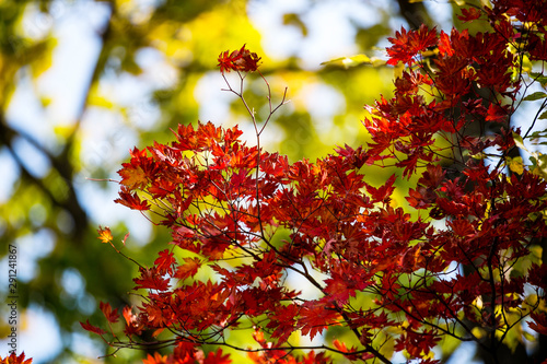 Close-up. colored flattering autumn trees. Golden autumn.