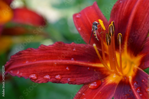 Bzyg prążkowany (Episyrphus balteatus) na kwiacie czerwonego liliowca