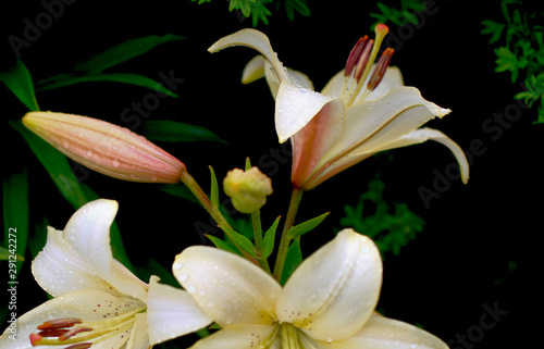 Flowering lily in the garden in the summer. Natural blurred background.Drops of morning dew on rose petals.