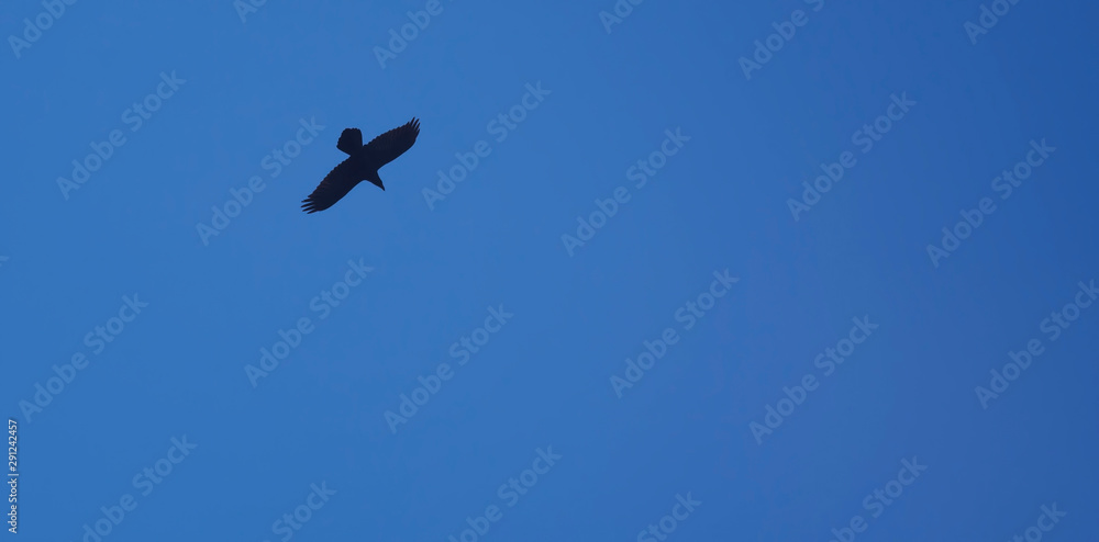 bird flying on clear blue sky background