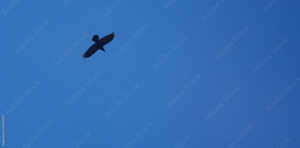 bird flying on clear blue sky background bird flying on clear blue sky background