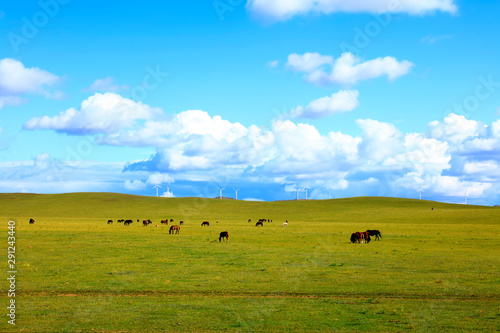 Fototapeta Naklejka Na Ścianę i Meble -  Horses and wind turbines in the grasslands