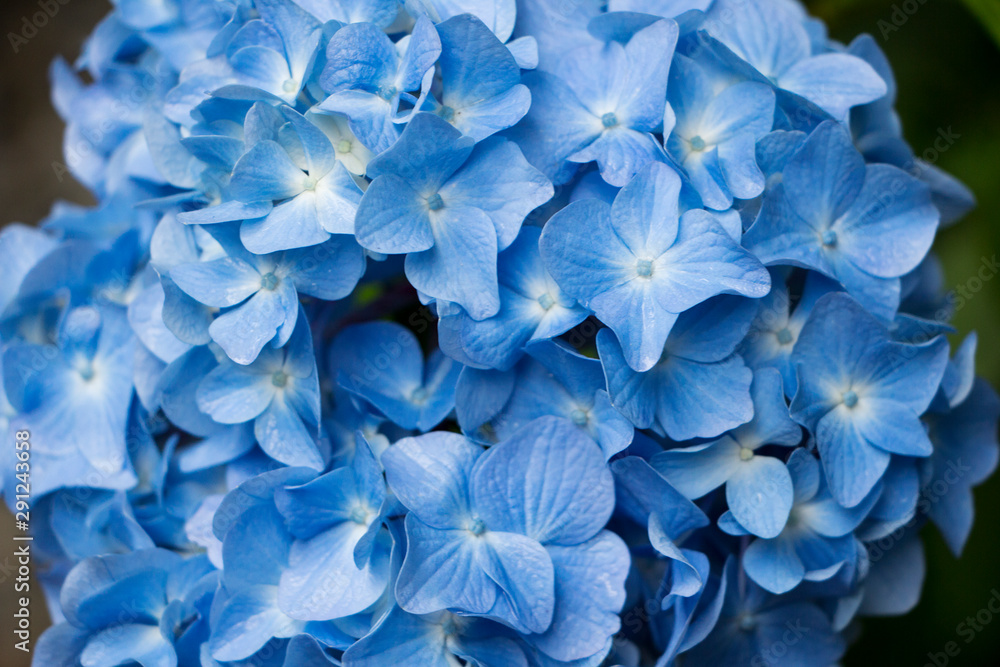 Closeup big bunch of blue hydrangea Closeup big bunch of blue hydrangea