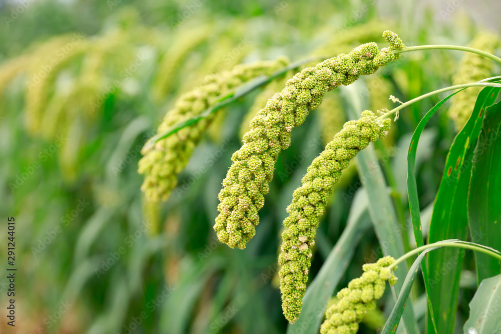 foxtail millet foxtail millet