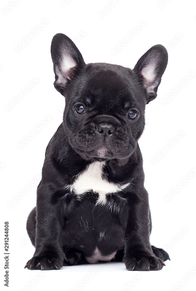 little black puppy breed French bulldog looks up on a white background