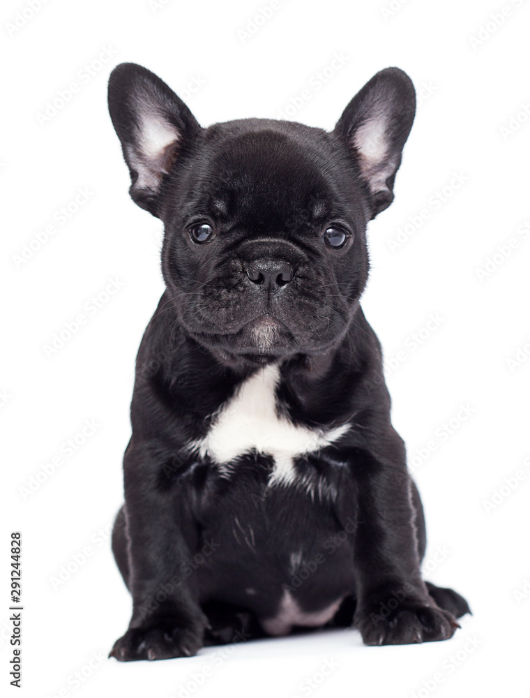 little black puppy breed French bulldog looks up on a white background