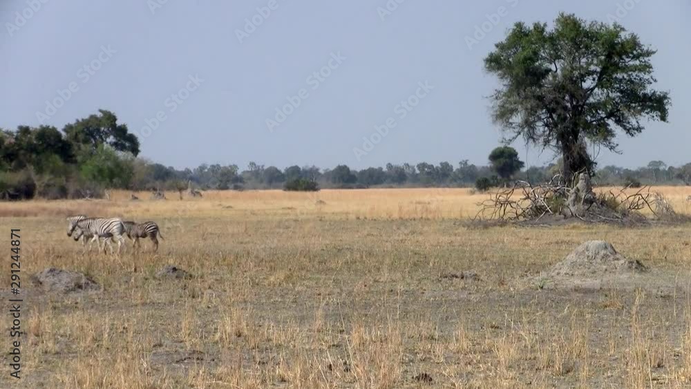 Dry Savanna Landscape with Tree and Zebras in Makgadikgadi National Park, Botswana, Africa Dry Savanna Landscape with Tree and Zebras in Makgadikgadi National Park, Botswana, Africa