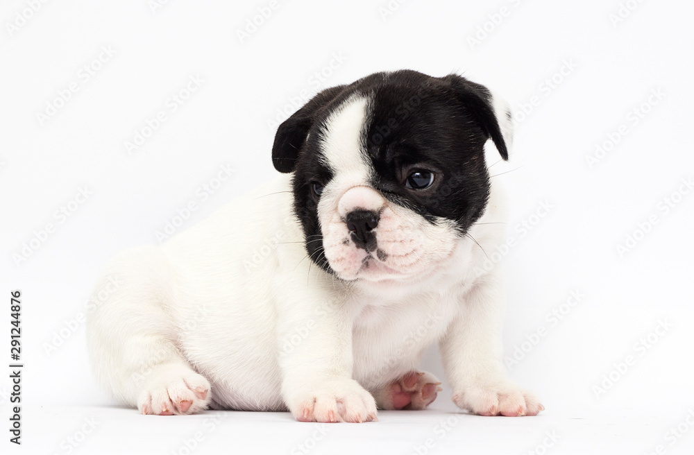 little puppy breed French bulldog looks up on a white background