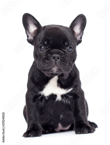 little black puppy breed French bulldog looks up on a white background