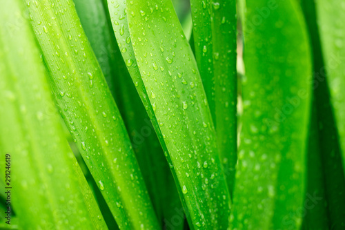 Green leaves background texture with droplets. Natural texture in rainy season