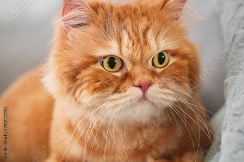 Cute Persian cat at home © Pixel-Shot