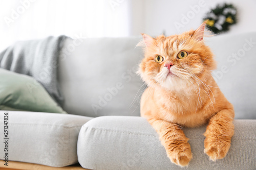 Cute Persian cat lying on sofa