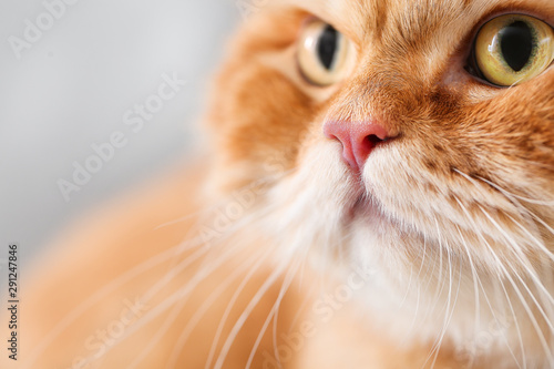 Cute Persian cat at home, closeup