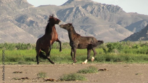 Wild Horses in the Utah West Desert in Spring