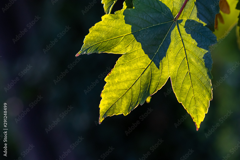 Leuchtend grüne Blätter eines Ahornbaumes lassen das Gegenlicht und Sonnenlicht durchscheinen und zeigen den goldenen Oktober und goldenen Herbst von seiner schönsten Seite