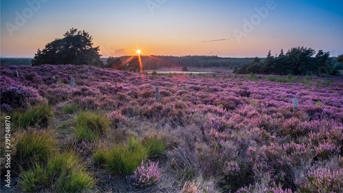 Sunset in the heather hills of Sallandse Heuvelrug photo