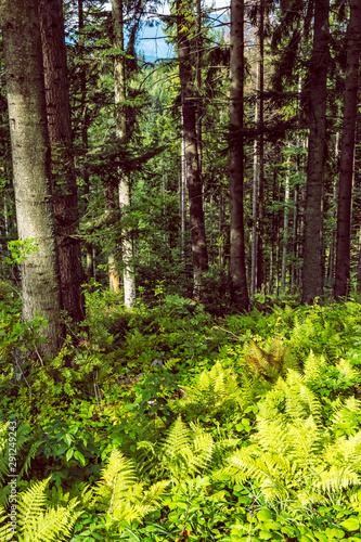 Coniferous forest, Babia hora, Orava, Slovakia © vrabelpeter1