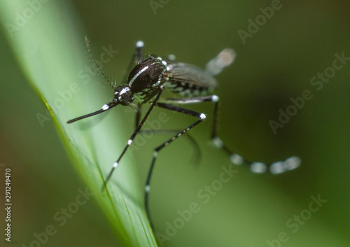 Dengue mosquito hanging on grass leaf