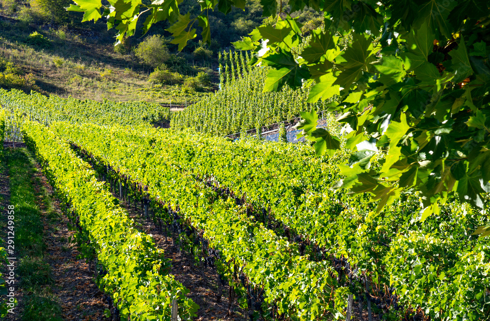 Obraz premium Weinberg