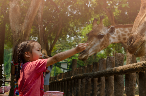 Little girl feeding to giraffe at zoo