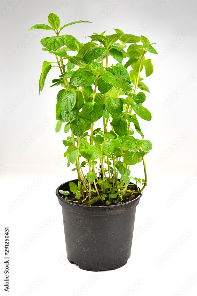 Fototapeta premium Fresh mint in a pot isolated on white background.