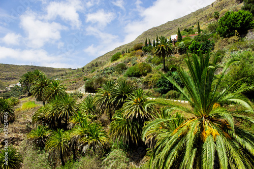 palm forest