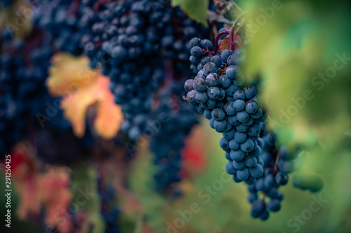 Wine grapes near Toronto, Canada.